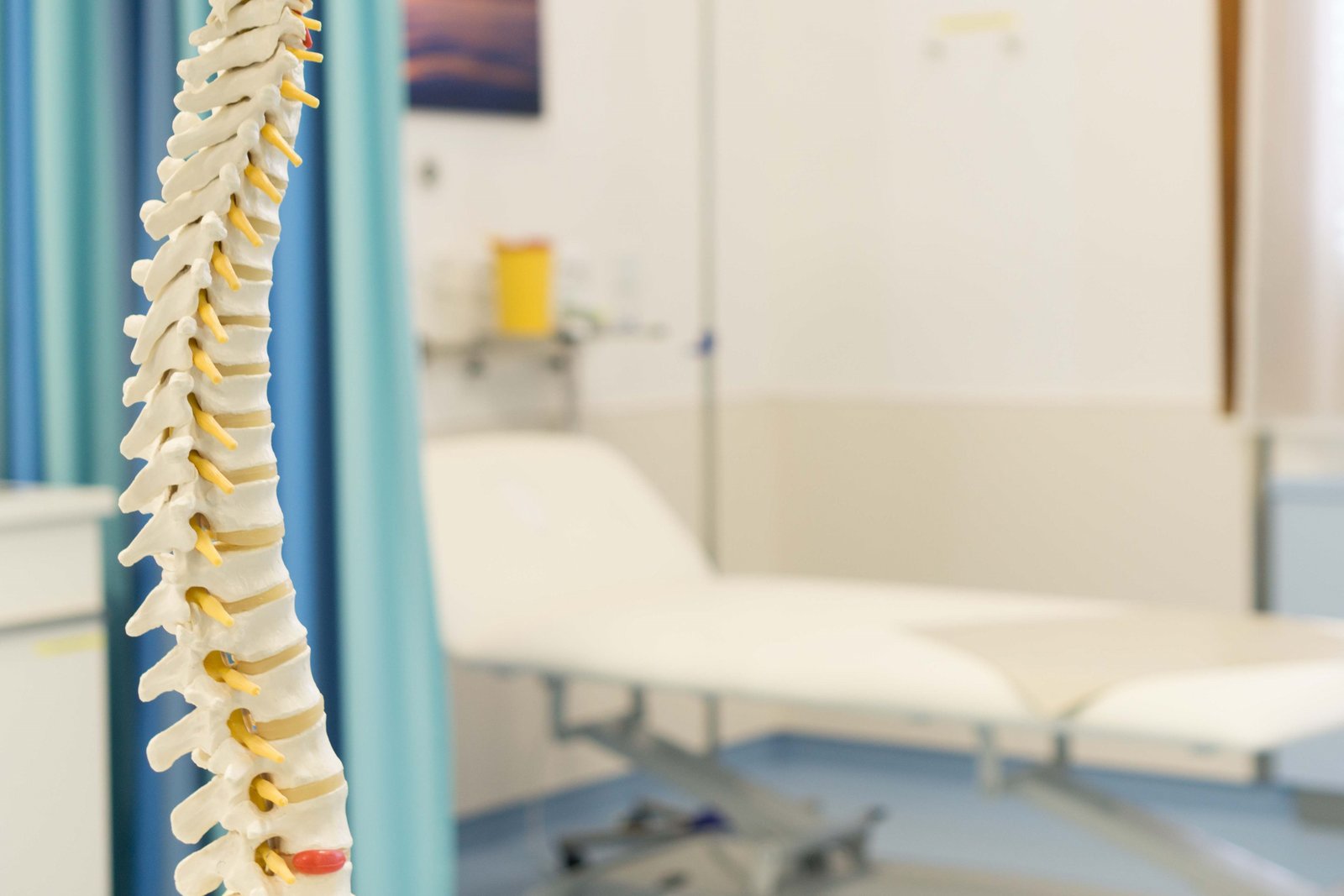 Modell einer Wirbelsäule