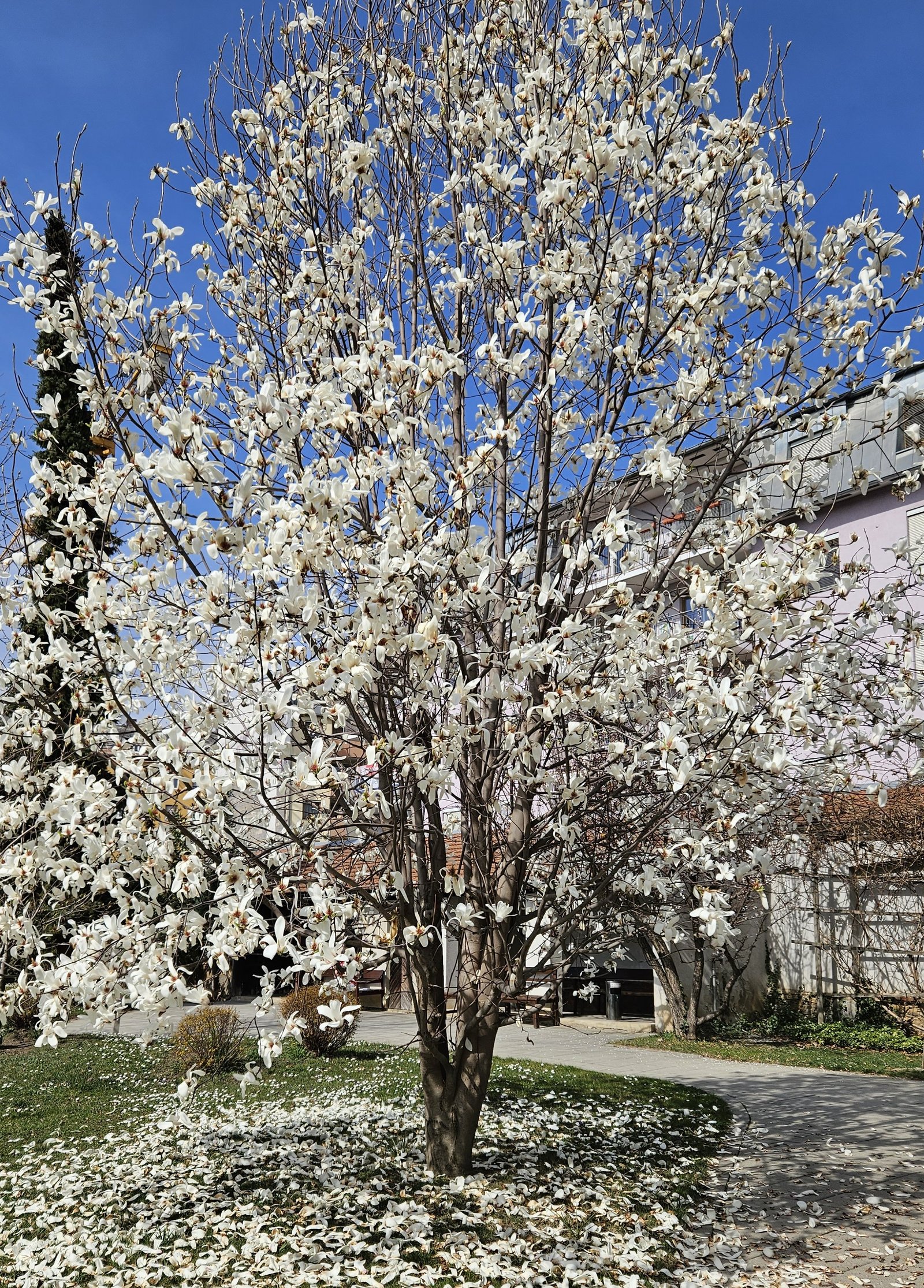 Großer Magnolienbaum im Garten in voller Blüte. Vor dem Baum liegen einige der weiß- rosa Blätter.