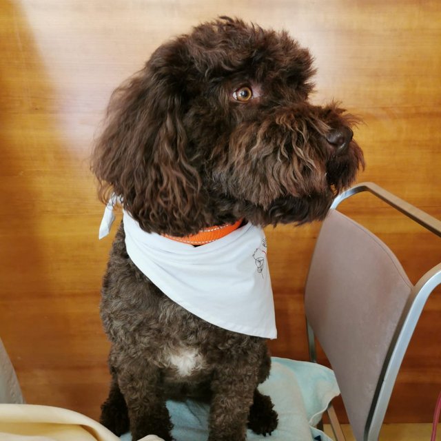 Therapiehund Faye