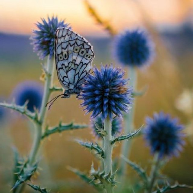 Blumen mit Schmetterling in lila