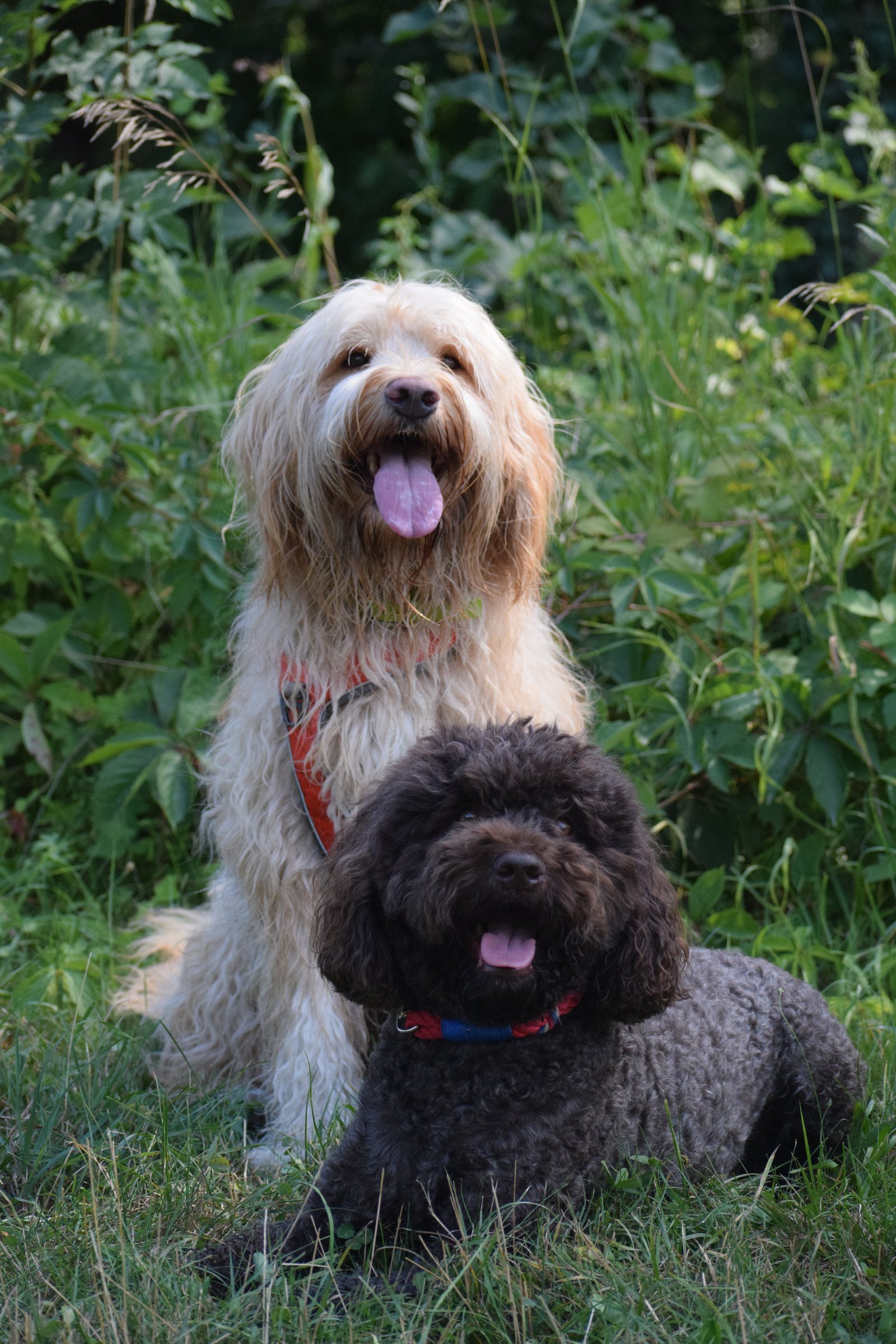 Die zwei Therapiehunde Faye und Hermes in sitzen in einer grünen Wiese.