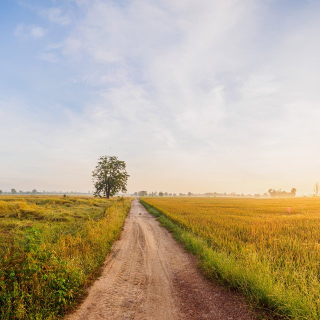 Ein weg und ein Baum im goldenen Licht
