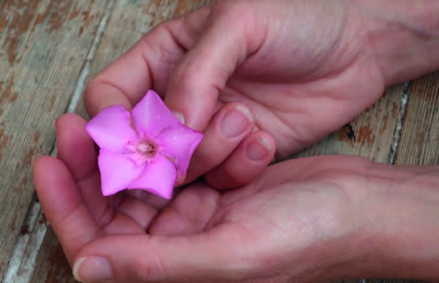 Hand, die eine rosa Blume hält.