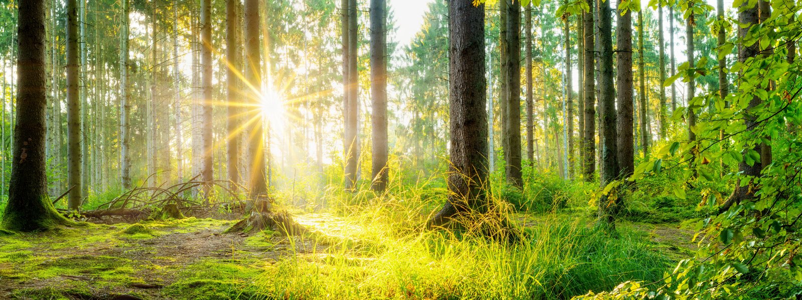 Eine kleine Waldlichtung- durch die Bäume blinzelt die Sonne, im Vordergrund Gräser und Blätter.
