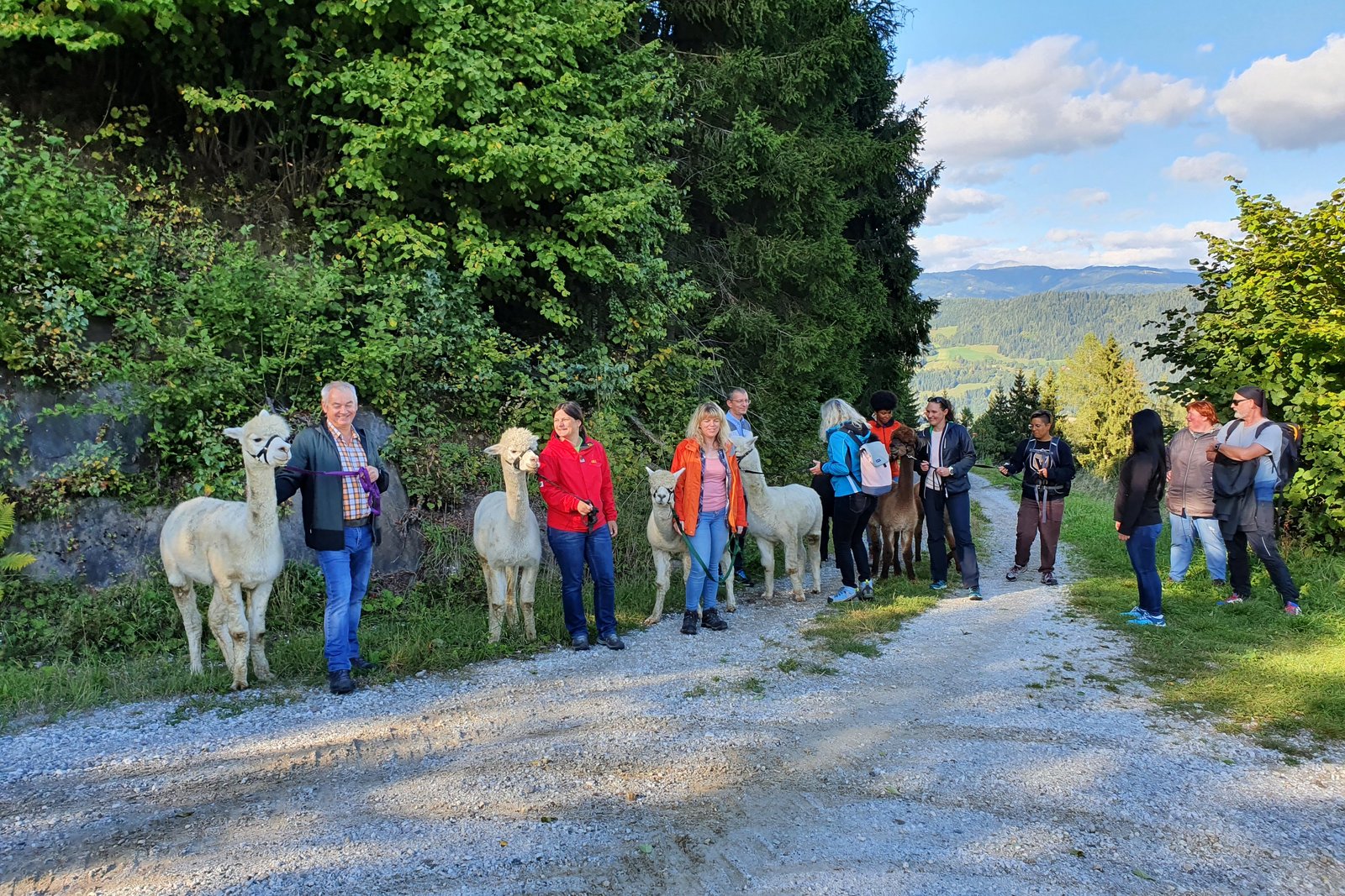 Mitarbeiter:innen beim Alpaka wandern.